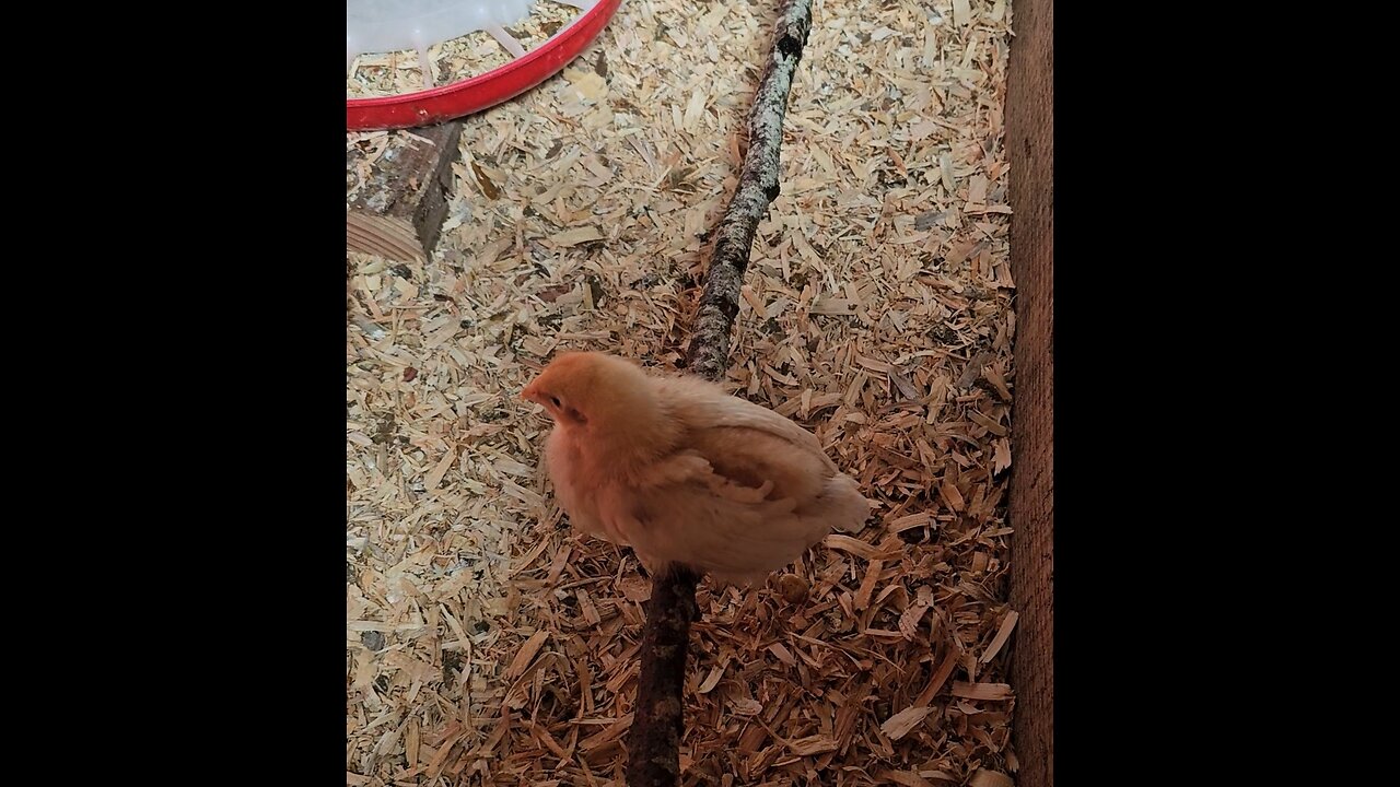 Chicks 1st Perch! Fuzz Nuggets!