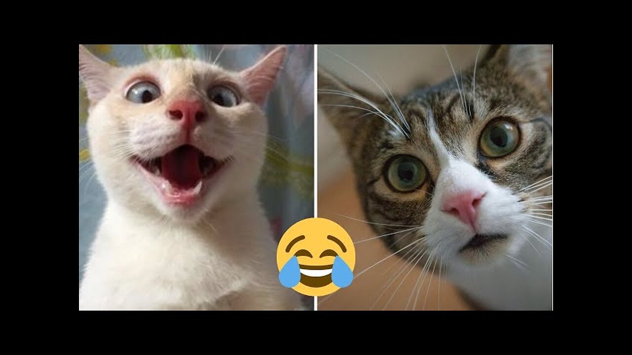 Funny videos, funny animals, funny cats and dogs reactions 🐕🤣😂🤣 funny 🐕😄