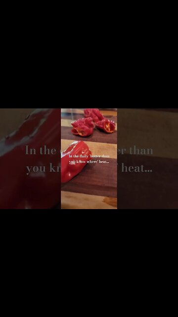 Time for Harvesting Tabasco and Ghost peppers for fermented hot sauce #gardening #Tabasco #harvest