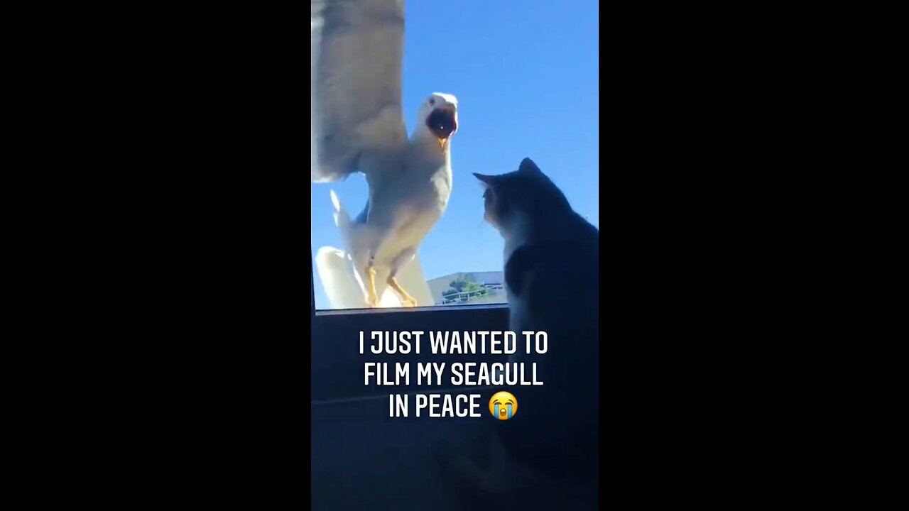 I JUST WANTED TO FILM MY SEAGULL IN PEACE