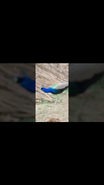 saaso 🥰 #youtubeshorts #shorts #youtube #shortvideo #shortyoutube