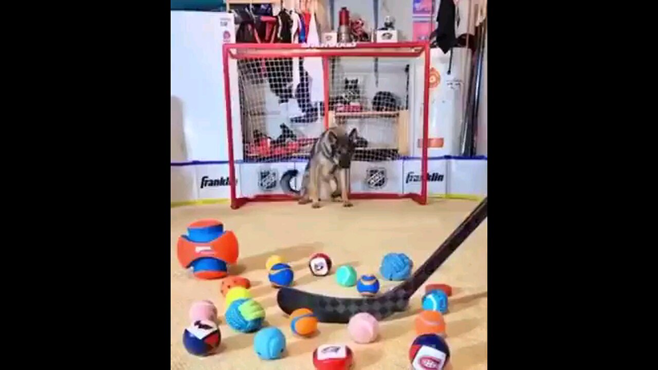 Goalkeeper Dog