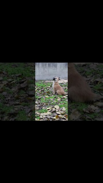 Собаки ждут, пока кошка Слезал. с дерева чтобы напасть.