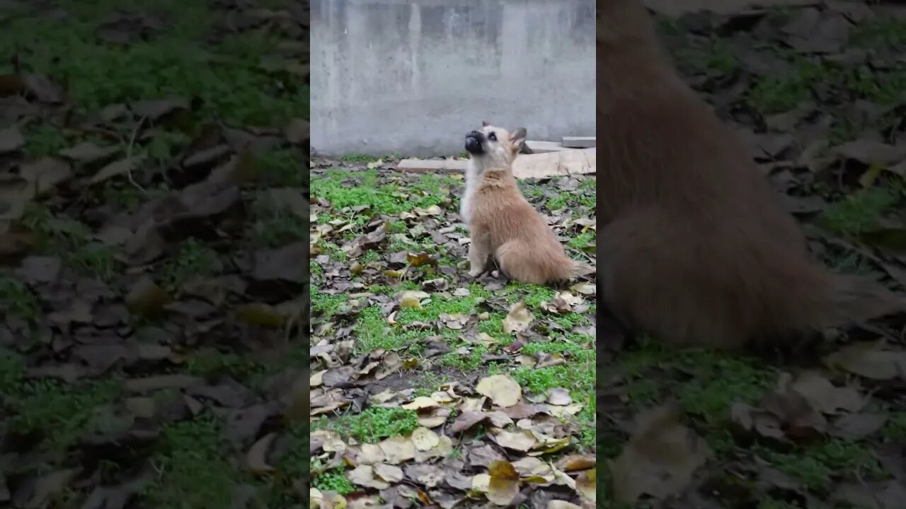 Собаки ждут, пока кошка Слезал. с дерева чтобы напасть.