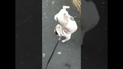 funny dog 😂 | funny moments | crazy dog 🐕 | some where on earth 🌍