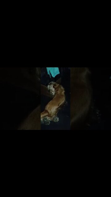 #dogshow , #amimals , #dogs , #shorts