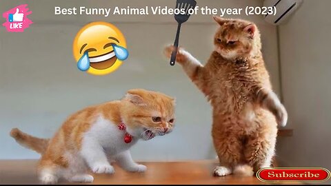 Best Funny Animal Videos of the year (2023) Part 1