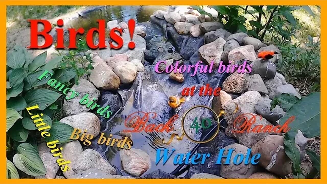 Birds in my home made waterfall! Read description below the video for details.