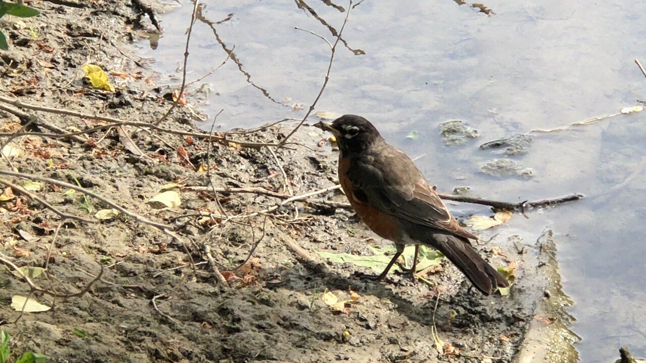 The American Robin in Toronto