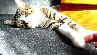Lazy Kitten