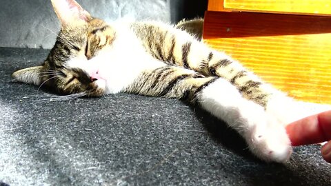 Lazy Kitten