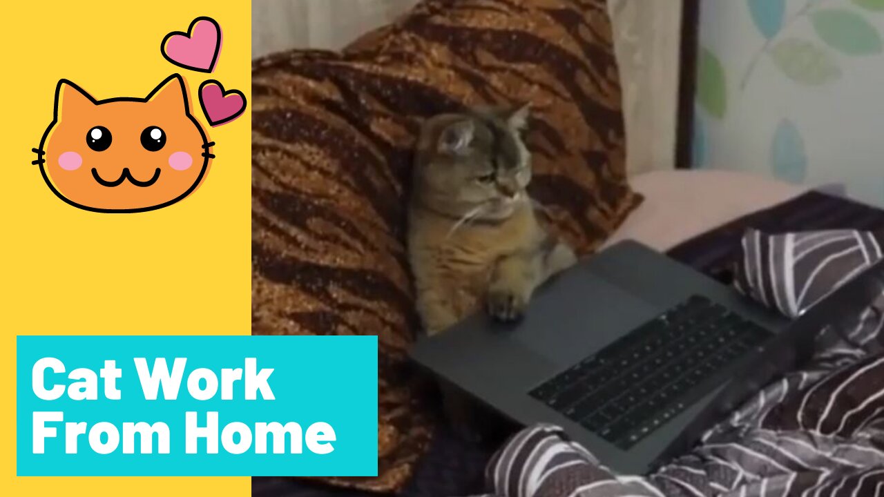 Cat Work From Home