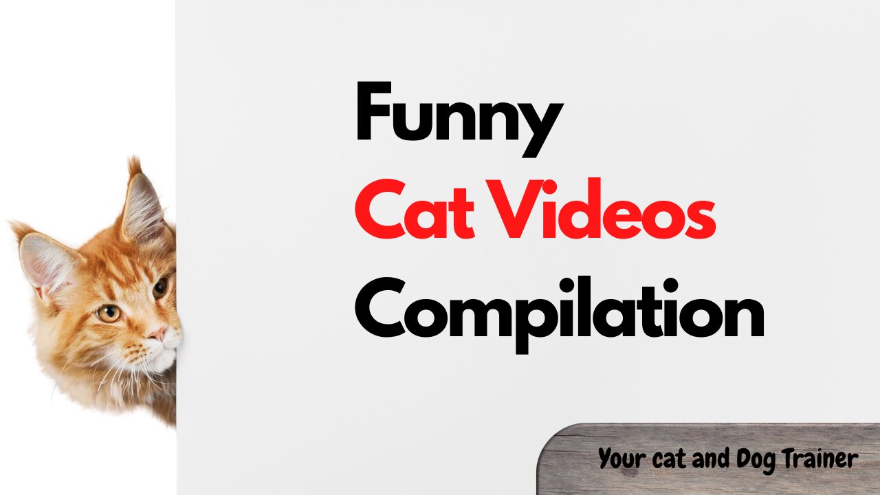 Funny cat Video Compilation Part-2