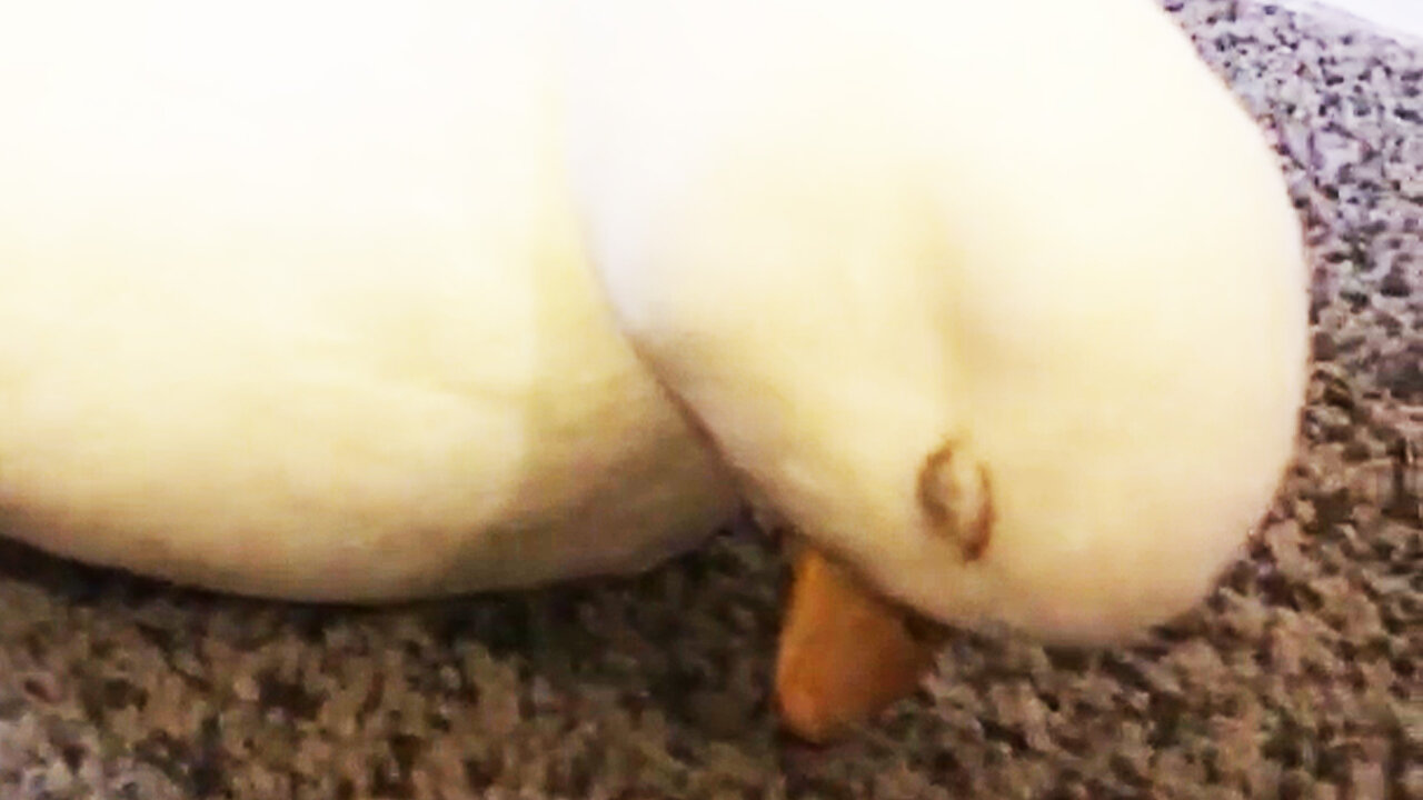 Adorable Sleepy Baby Duck Extremely Cute