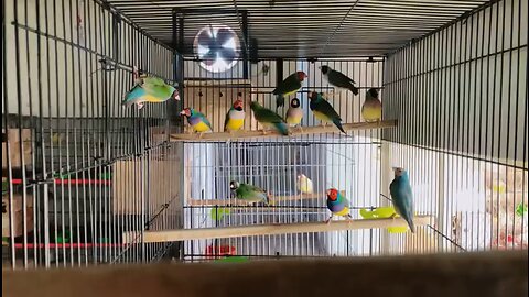 Gouldian Finches( Blue,Yeloow & Common)