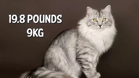 The BIGGEST CAT BREEDS In The World