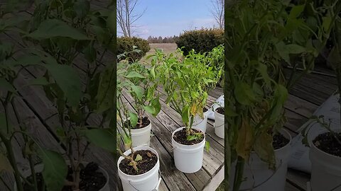 Seeds, Plants 🪴, Peppers 🌶 and Pond at the Farm 🌳 🚜