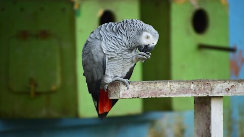 The parrot is trying to take the cup