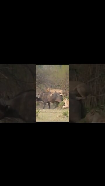 Amazing and Trending videos on YouTube 2022