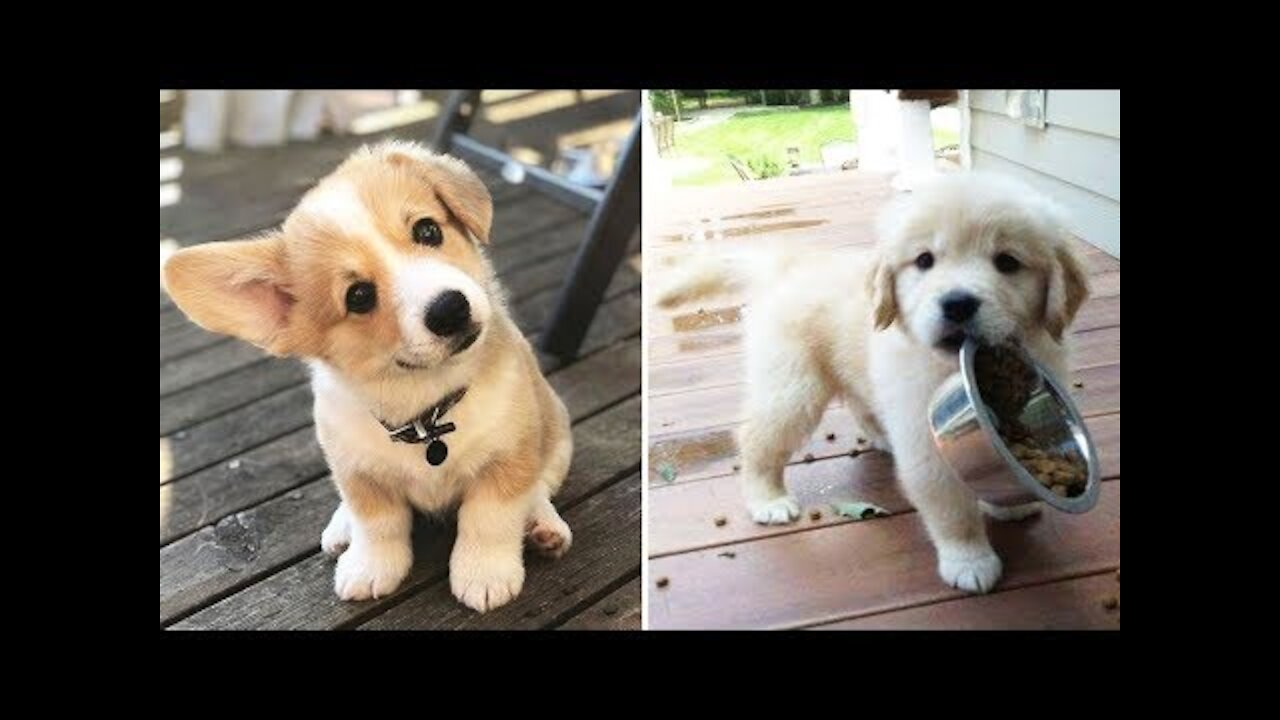 Baby Dogs Cute - Mini Pomeranian and Funny Dogs Videos Compilation #3