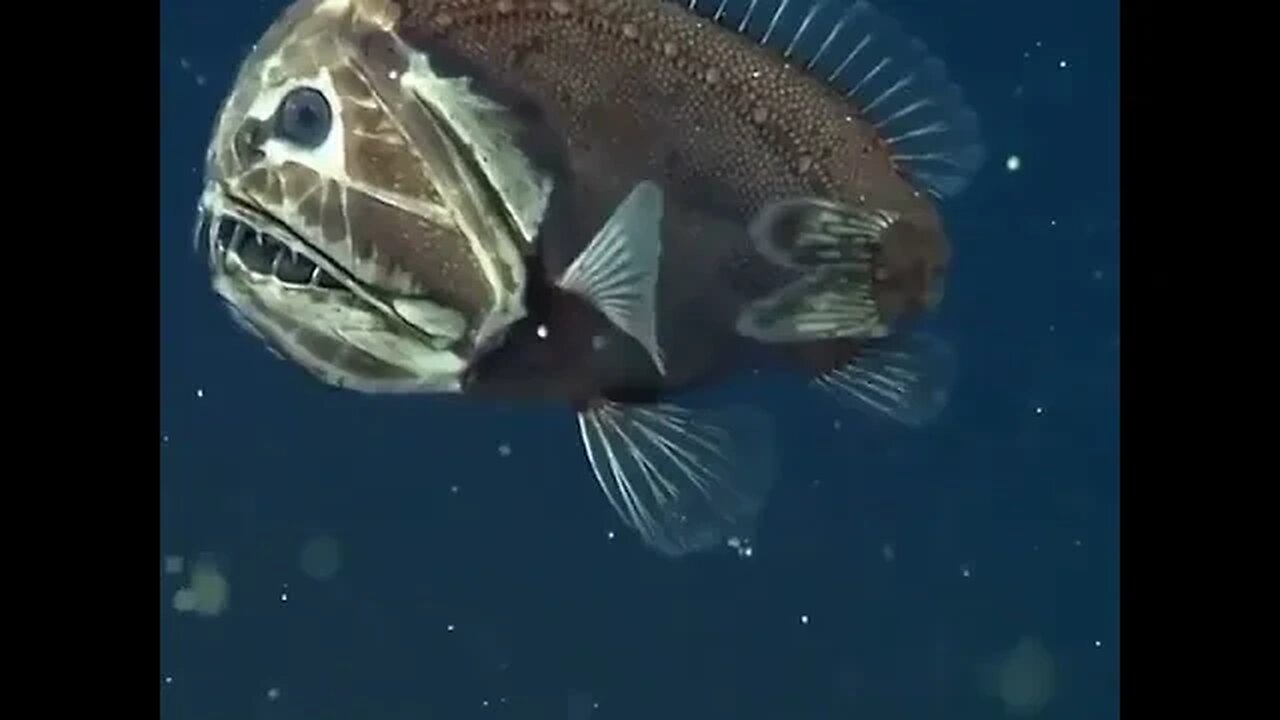 O PEIXE FANGTOOTH, A CRIATURA MAIS LINDA DO OCEANO #sustentabilidade #animals #ekological