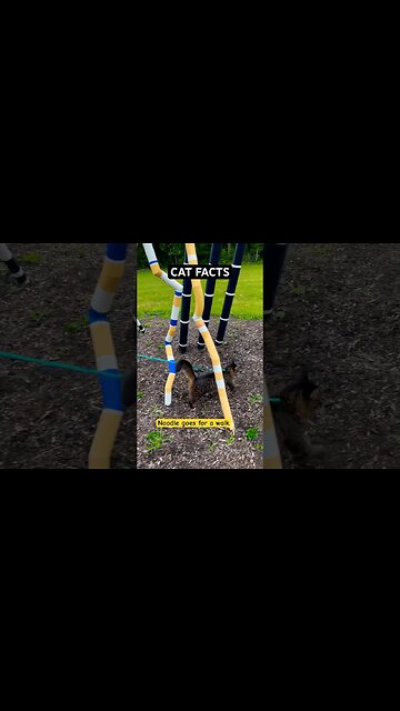 CAT FACTS you don’t know! 🙀🤔 #cats#shorts#funny#catlovers