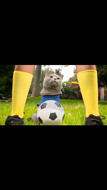 World Cup Cats
