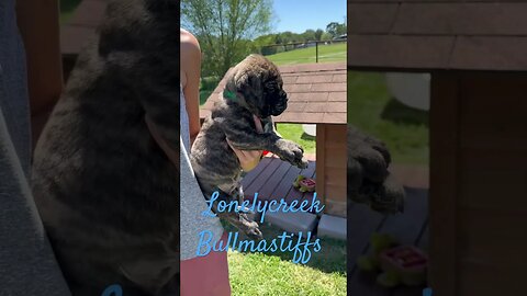 LonelyCreek bullmastiff ch goody litter.