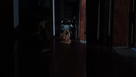 #dogshow , #animals , #dogs , #shorts