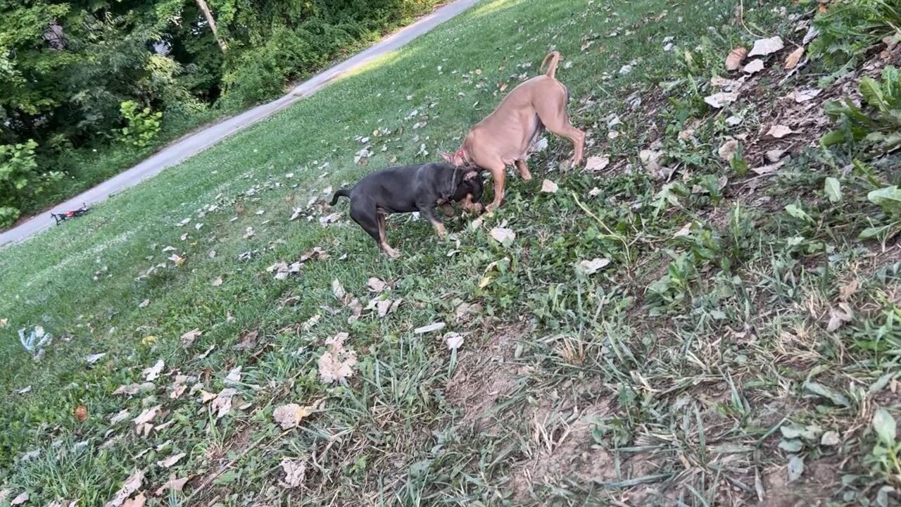 Staffordshire bull terrier & American bullies