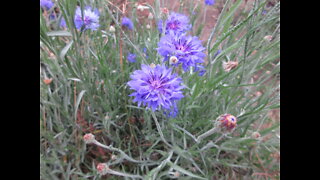 Break Your Spectacles Cornflower Oct 2021