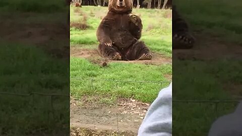 Olympic Game Farm Bear