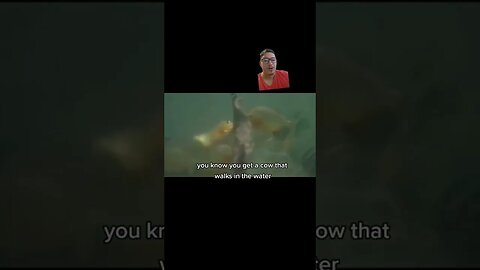 Shark feeding frenzy goes viral