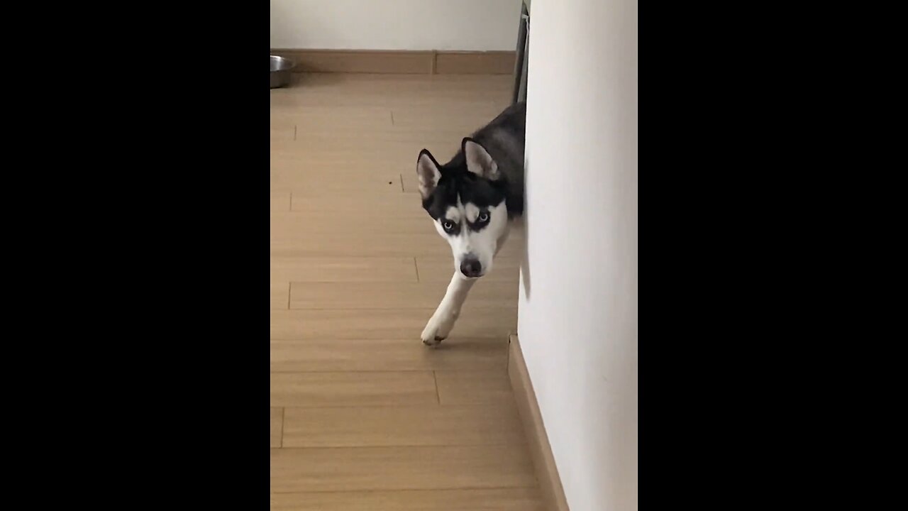 Sneaky huskies