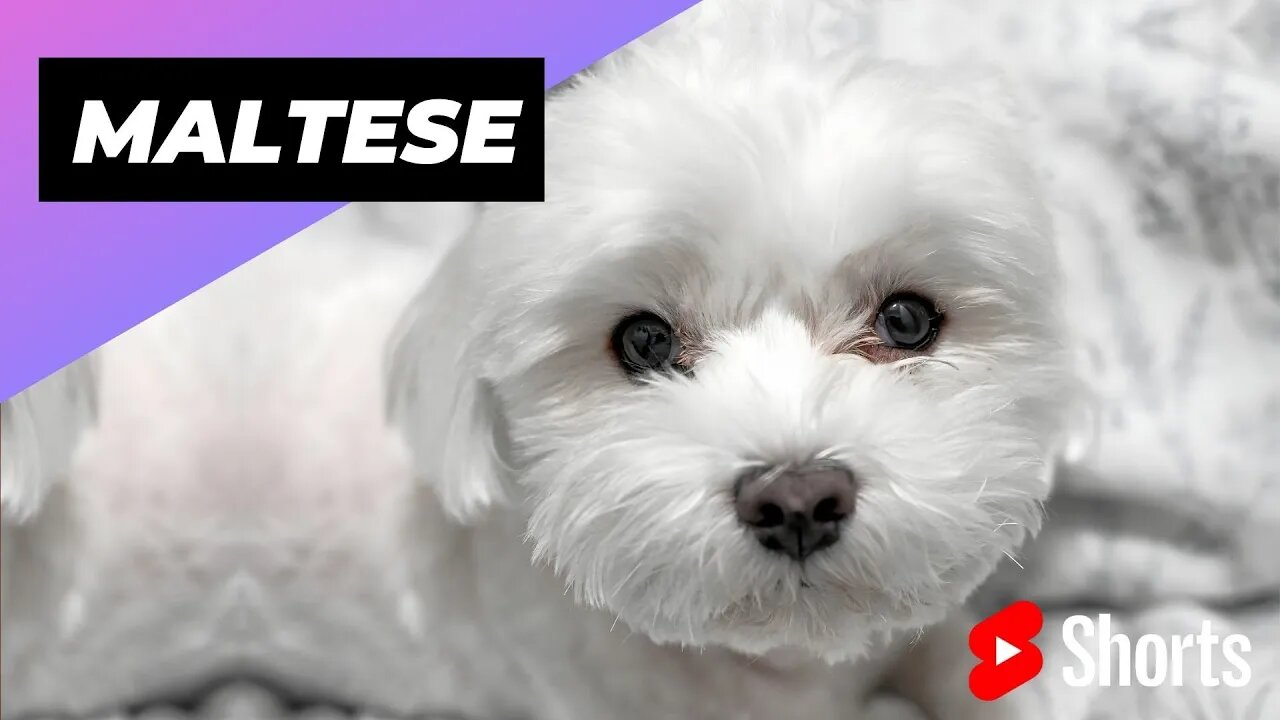 Maltese 🐶 One Of The Smallest Dog Breeds In The World #shorts #maltese #smalldog