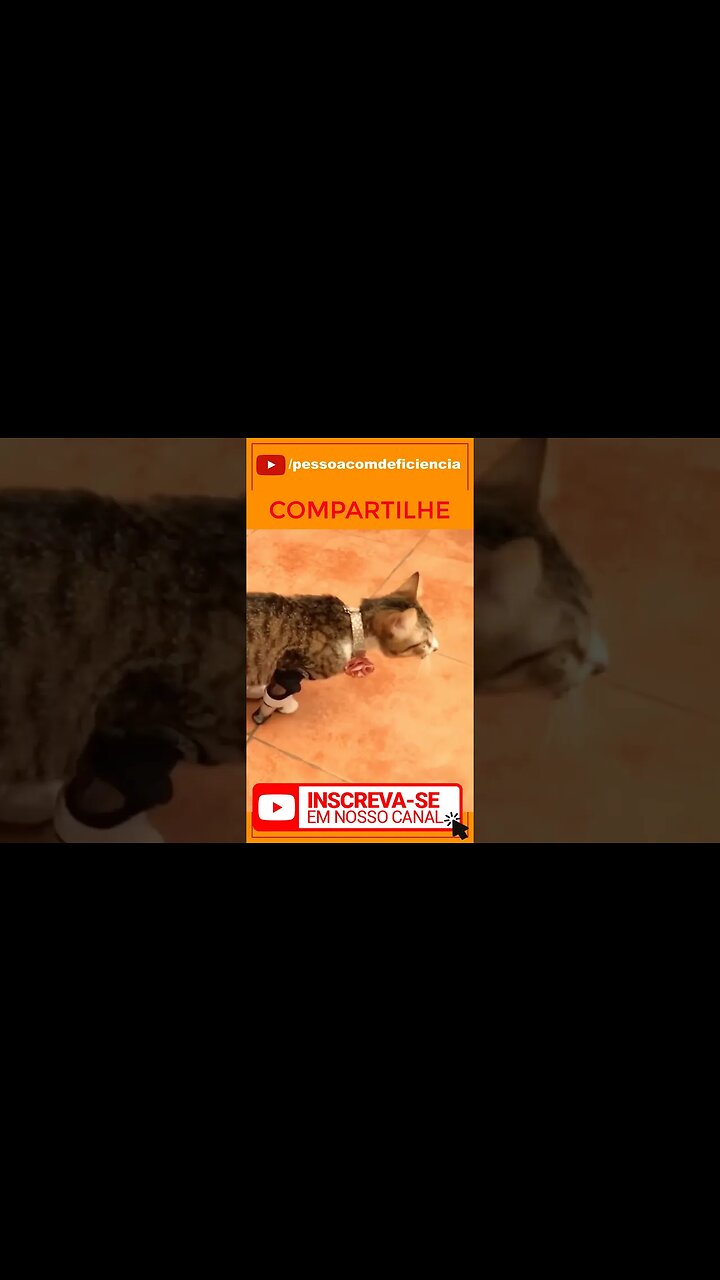 Cadeirante e cia #shorts