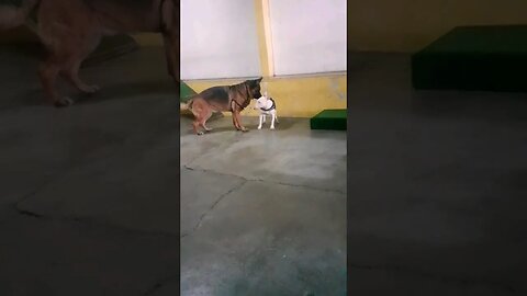 Pastora Alemã adulta tenta corrigir cachorra Bull Terrier agitada.