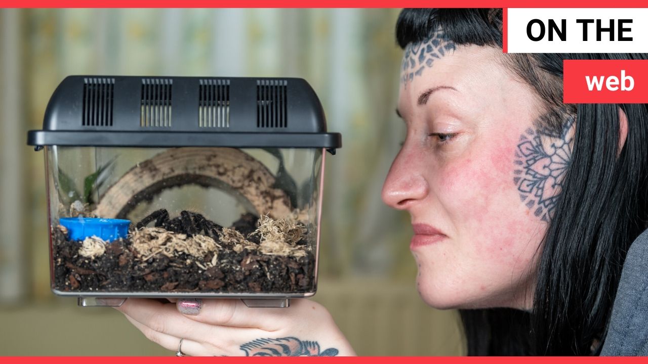 Woman with arachnophobia cured by watching tarantula videos on YouTube