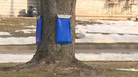 1000 Islands Environmental Center taps trees for maple syrup