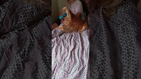 #dogshow , #animals , #dogs , #shorts