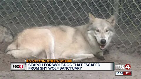 Search for wolfdog that escaped from Shy Wolf Sanctuary