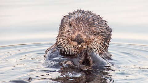 SEA OTTER - Animals For Kids - Know The Animal