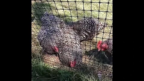 Chickies having a dust bath!