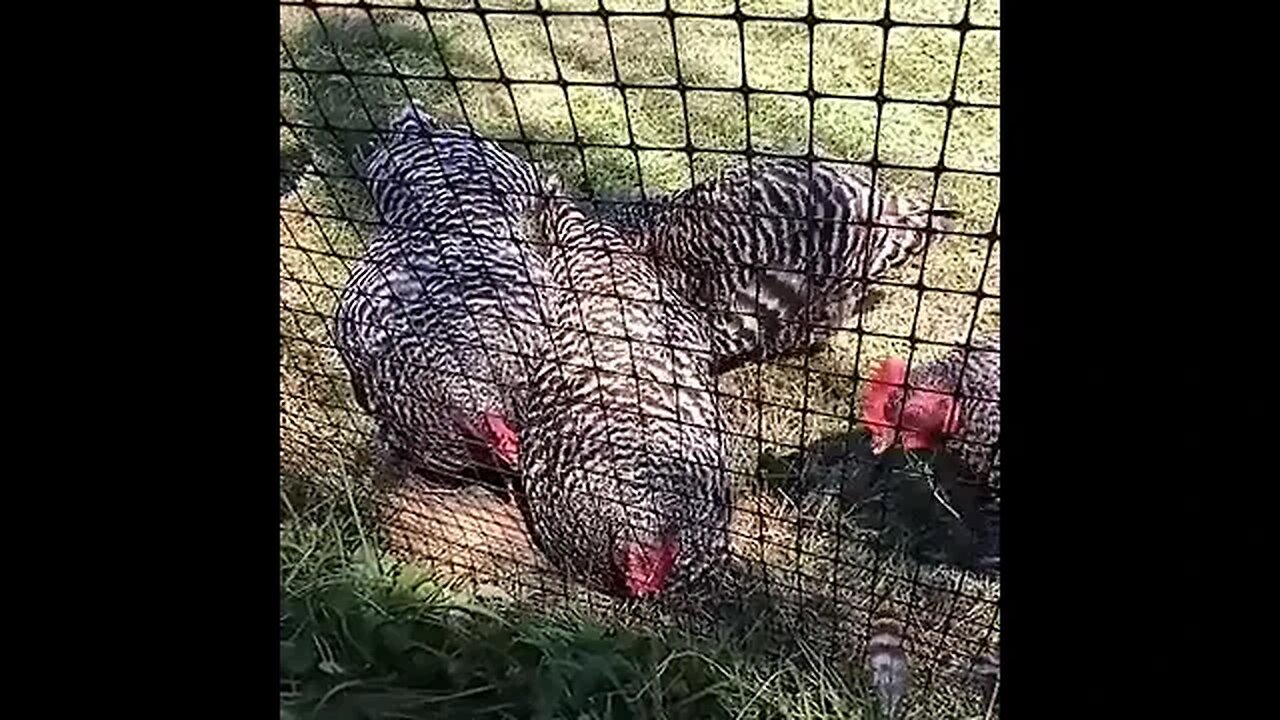 Chickies having a dust bath!
