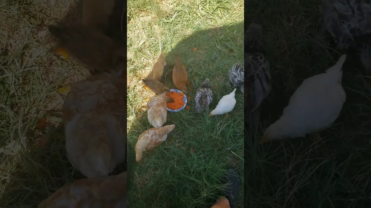 Average carrot enjoyers 🥕 🐥