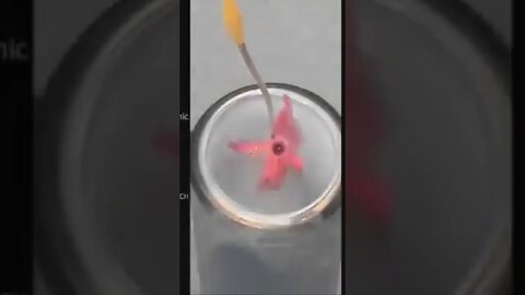 Flower vs liquid nitrogen 🥶