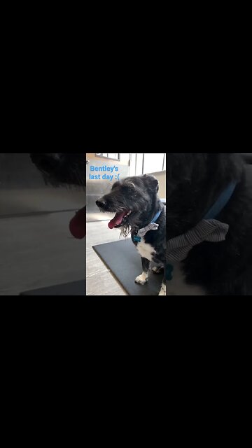 [Shorts 0065] BENTLEY is moving [#dogs #doggos #doggies #puppies #dogdaycare]