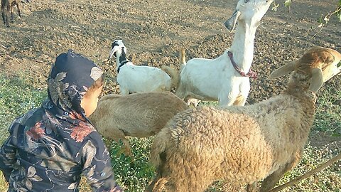 Cute Sheep With Child Playing | Cute Sheep & Goat Video