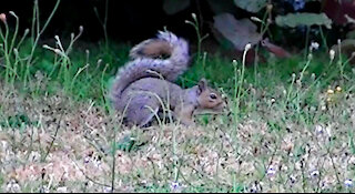 IECV NV #429 - 👀 Grey Squirrel Gone Wild In The Backyard🐿️ 7-16-2017