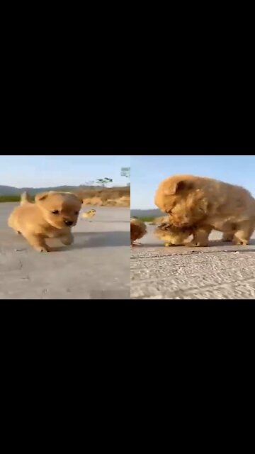 Little Cute Puppy Playing With Chicks